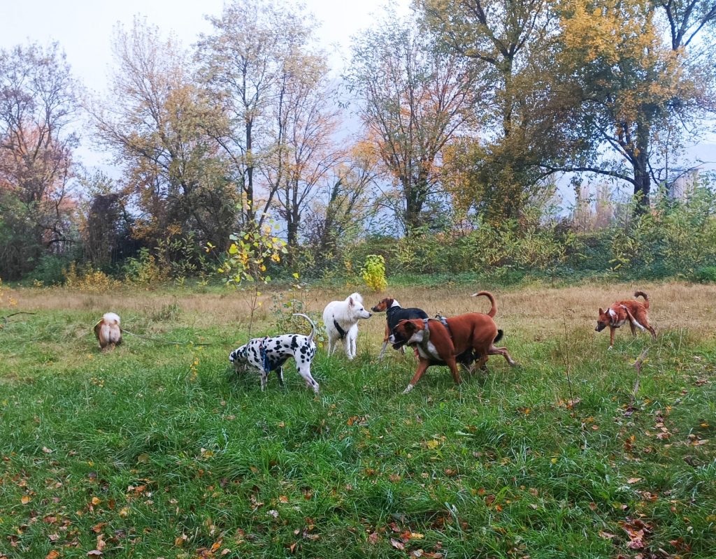 ballades-collectives-chiens-grenoble